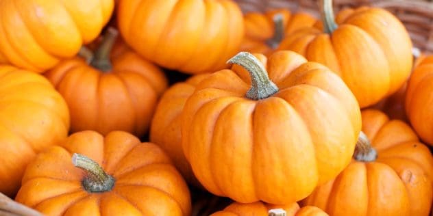 houston-pumkin-peel